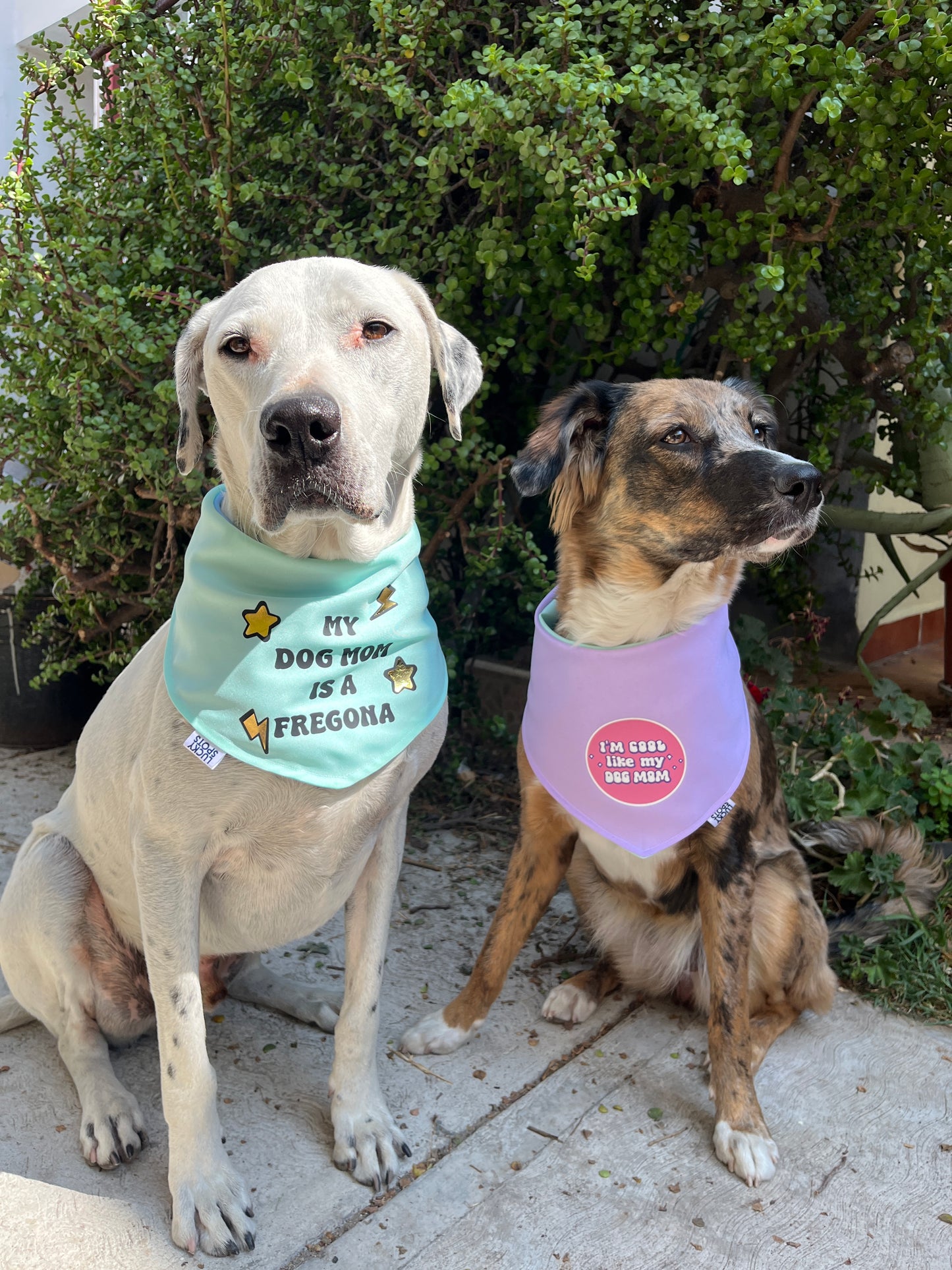 Bandana doble vista "Celebrando a mi dog mom"