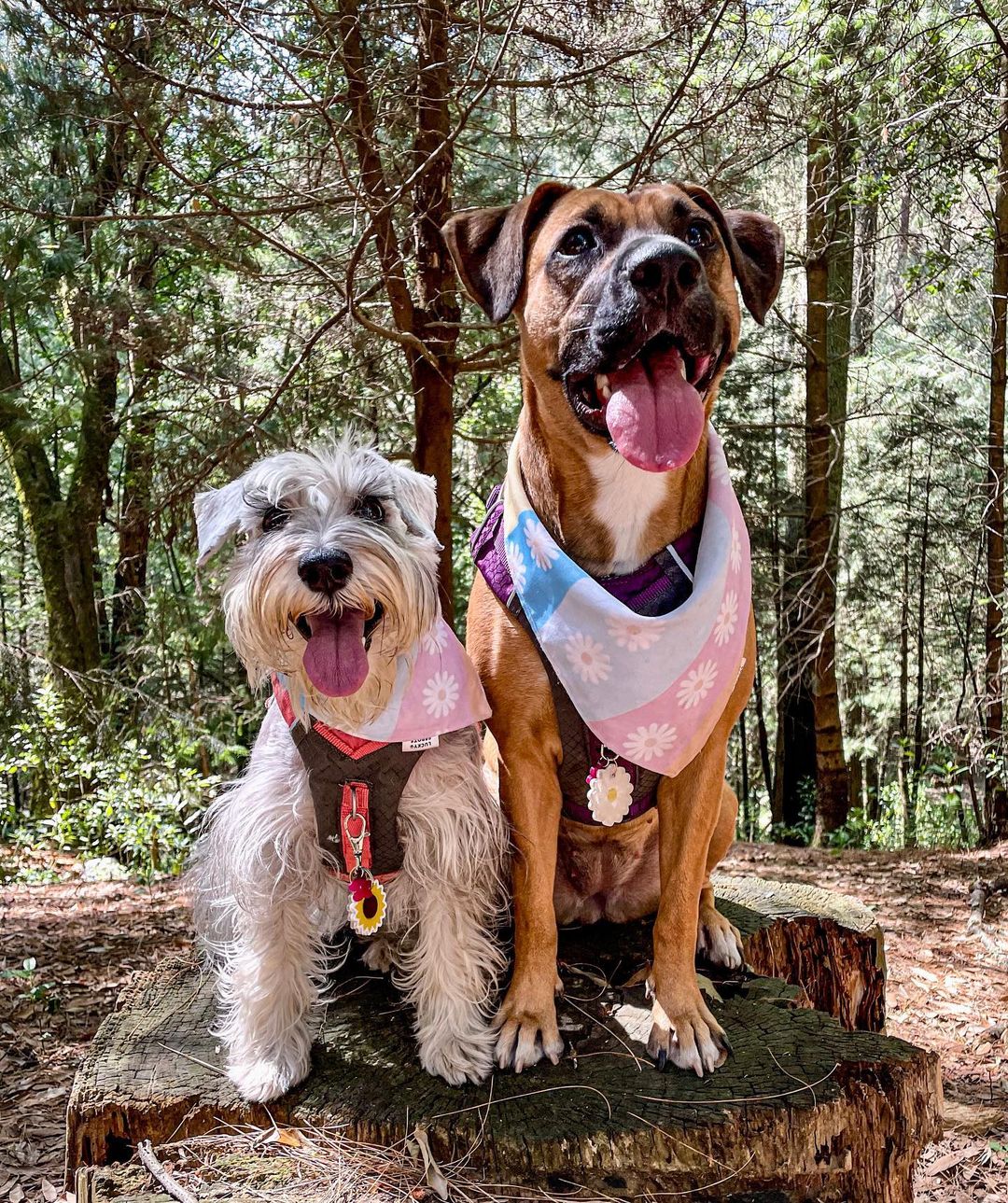 Bandana doble vista "Alisa"