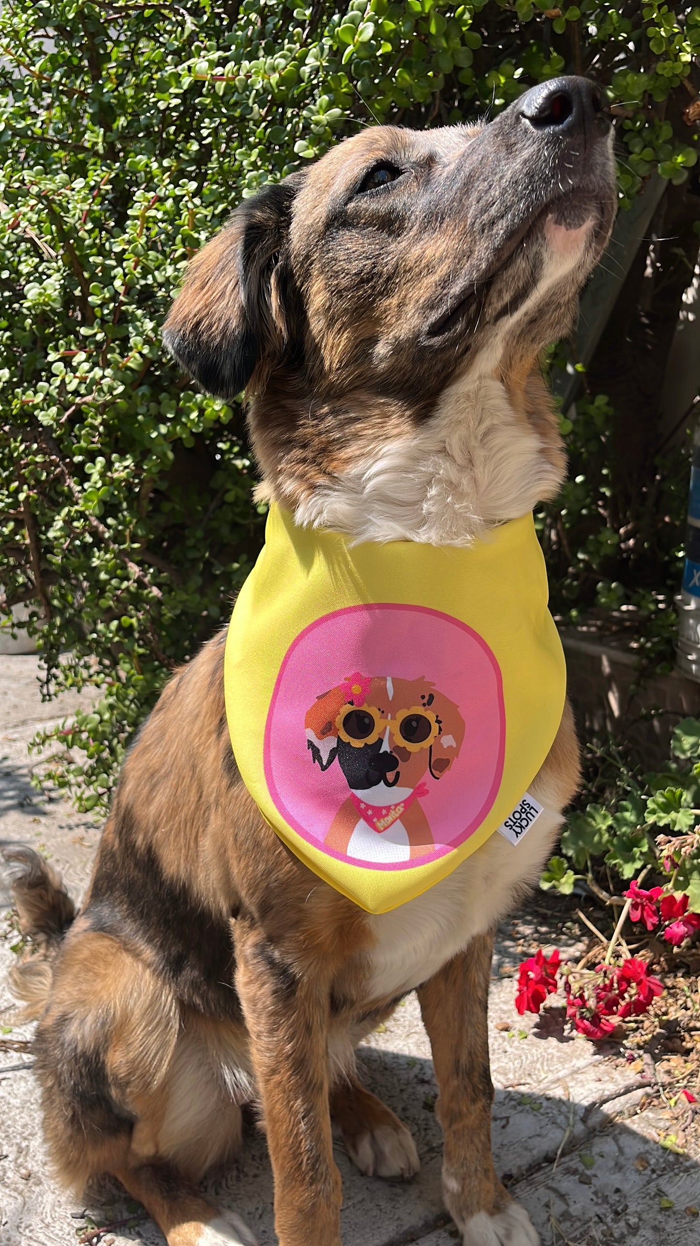 Bandanas doble vista "Spring" ft Woof by Bonnie
