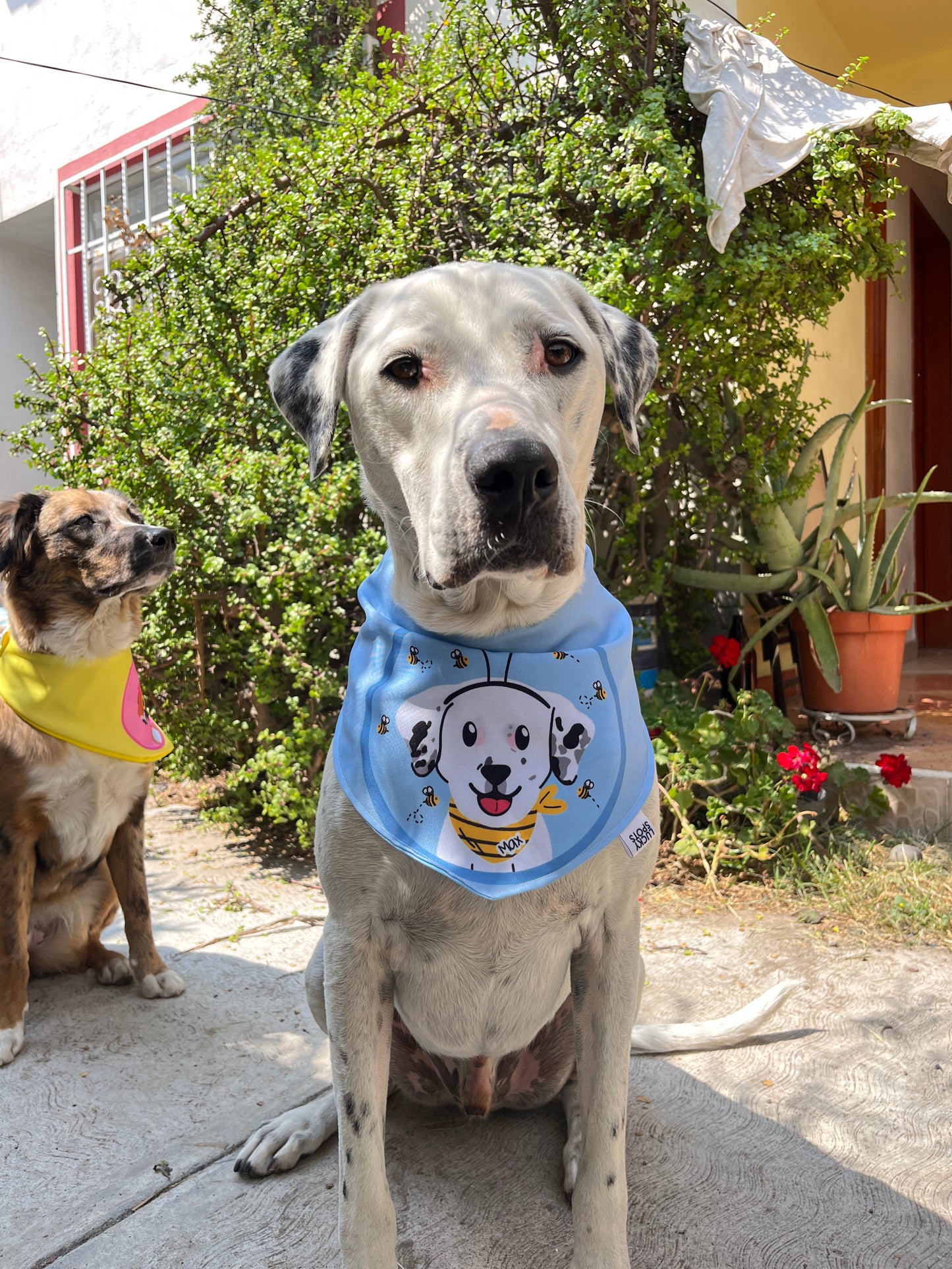 Bandanas doble vista "Spring" ft Woof by Bonnie